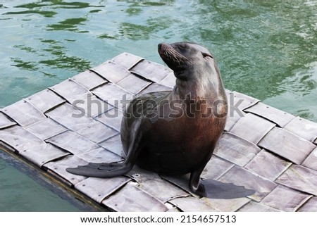 Seal at the Jylland Park Zoo