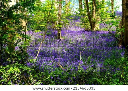 A carpet of bluebells in May at Kennel woods in Alderwasley, Derbyshire.                                Royalty-Free Stock Photo #2154665335