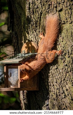 Red squirrel, sciurus vulgaris, feeding from a squirrel feeder, Isle of Wight, Hampshire, UK