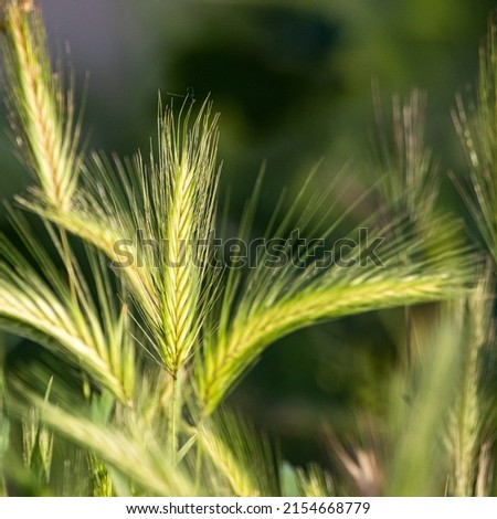 spike of wild grass in the morning light