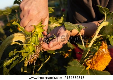 A man extracts seeds from sunflower. Harvest time. Farm.  Royalty-Free Stock Photo #2154669813