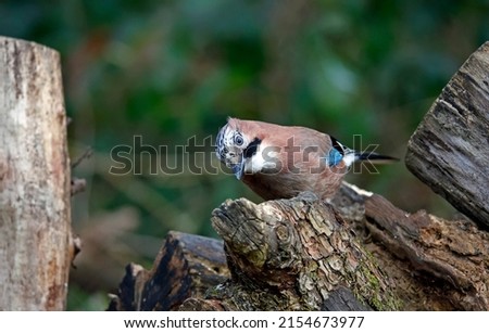 Eurasian jay collecting peanuts to cache in the woods