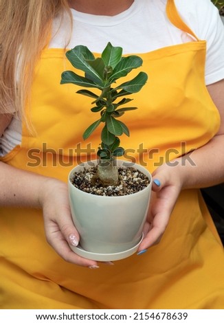 Female hands hold white pot with an adenium plant. Selective focus. Picture for articles about hobbies, plants.