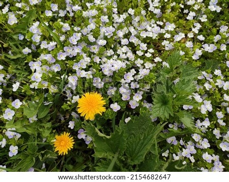 abstract super cute and nice interesting picture photo. Spring landscape landscape in Ukraine. Yellow dandelions on a background of green grass. White flowers