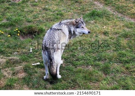 Wolves at natural reserve in Denmark