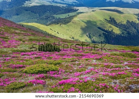 Beautiful summer landscapes in Carpatian mountains with rhododendron flowers Royalty-Free Stock Photo #2154690369