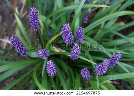 Liriope muscari 'Moneymaker' is an erect evergreen perennial that produces blue-purple flowers in panicles from August to October. Berlin, Germany Royalty-Free Stock Photo #2154697875