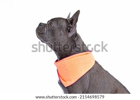 Side view of French Bulldog dog with long healthy nose wearing neckerchief on white background Royalty-Free Stock Photo #2154698579