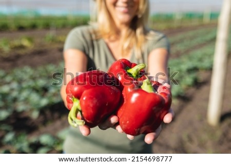 Midsection of mid adult female caucasian farmer holding red bell peppers in farm during sunny day. harvesting, unaltered, healthy food, farmer, organic farm and farming concept. Royalty-Free Stock Photo #2154698777