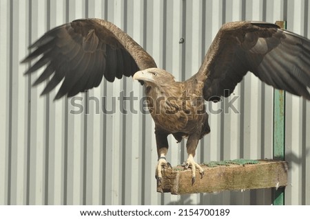 Eagles are a genus of birds of prey from the subfamily of the hawk eagles.