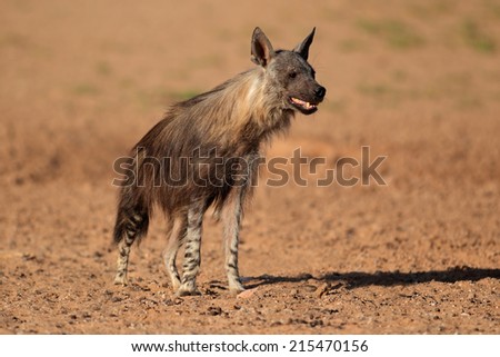 Alert brown hyena (Hyaena brunnea), Kalahari desert, South Africa