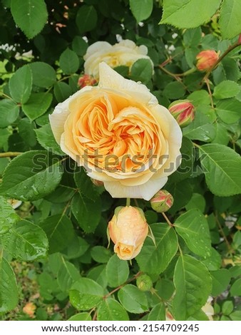 Yellow rose Teasing Georgia remontant bush rose Royalty-Free Stock Photo #2154709245