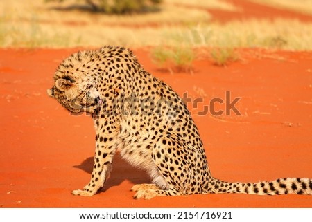 Leopard licks itself. The Kalahari Desert. Namibia.
