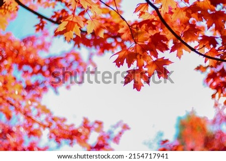 Maple leaves in autum fall season canada Royalty-Free Stock Photo #2154717941