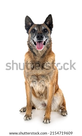 belgian shepherd in front of white background Royalty-Free Stock Photo #2154719609
