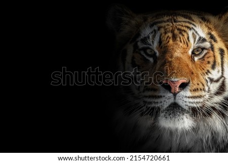Portrait of a tiger on a black background