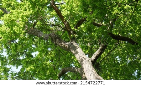 Photo taken on the top or canopy of trees in a green forest area, dark, lack of sunlight, walking in contact with nature, well-being and health, more or less sunlight