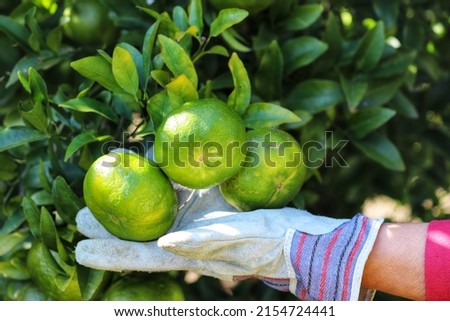 Picking the seasonal fruits from the trees in the garden.