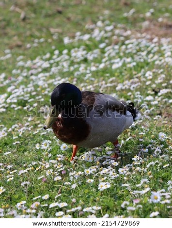 A duck walking on the grass amongst the daisies flowers