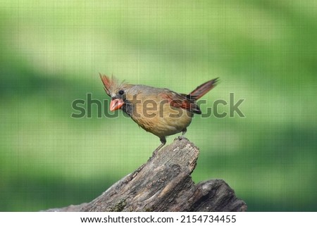 Beautiful, colorful female cardinal bird perching on old stump, searching for food before sunset, special effect overlay; cloth canvas-Kentucky, urban wildlife photography