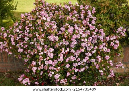 Close up of the evergreen garden shrub the pink flowering Rhaphiolepis Indica Pink Lady or Indian Hawthorn seen outdoors in May. Royalty-Free Stock Photo #2154735489