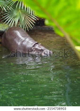 Wonderful Enchanting Pygmy Hippopotamus Plunging into a Cool Pond.         