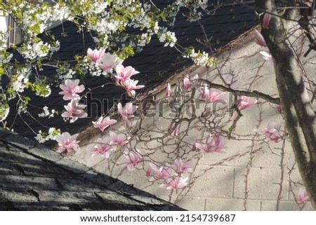 Spring white and pink blossoms on dark grey slate roof and light cement wall background