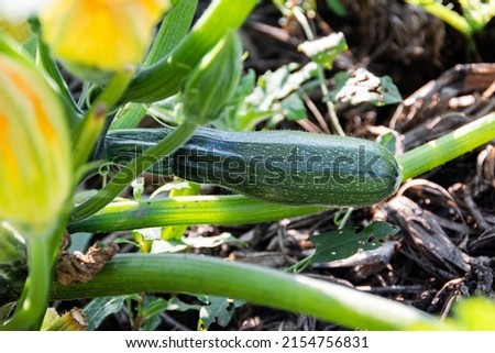 Young zucchini on vegetable bed on summer day. Green leaves and fruits in garden. Vegetarian ingredients for cooking. Natural food without preservatives Royalty-Free Stock Photo #2154756831