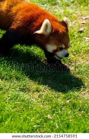 Picture of a red panda walking at the zoo