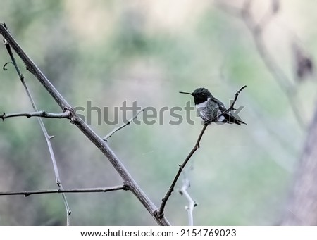 Male ruby-throated hummingbird perched on a tree branch on a spring evening in Taylors Falls, Minnesota USA.