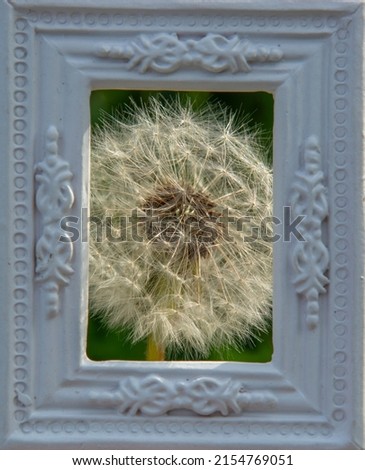The common dandelion (Taraxacum officinale) white  flower head seeds. Blowball or clock in the white ornamental picture frame.