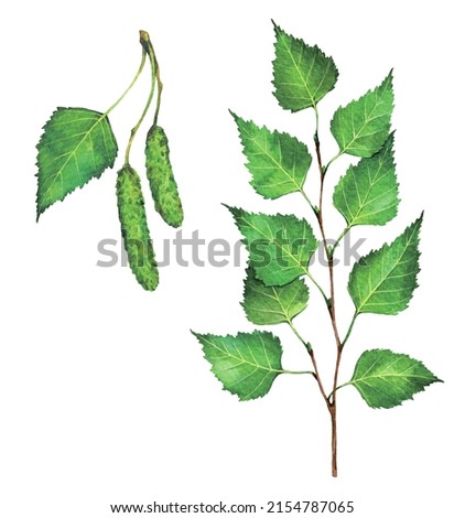 Watercolor silver birch, warty birch or European white birch branch and fruits. Betula pendula isolated on white background. Hand drawn painting plant illustration.