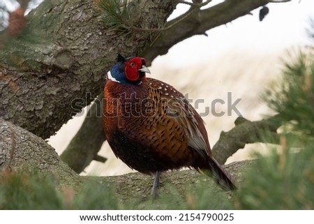Colorful male pheasant (Phasianus colchicus). Royalty-Free Stock Photo #2154790025
