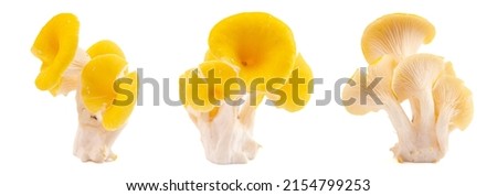 Yellow Chanterelle Mushrooms on a White Background