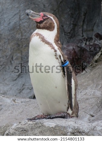 Cool Humboldt penguins standing tall and proud