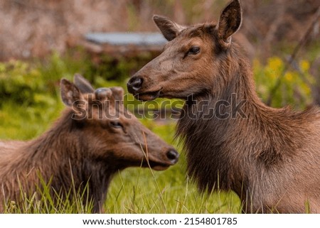 Two Elk of the Oregon Coast