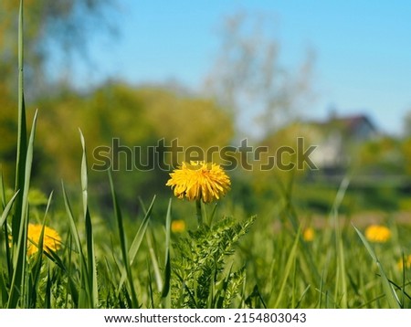 Green lawn with yellow dandelion flowers. Spring natural background.