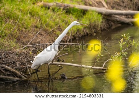 Great Egret (Ardea alba) stands in shallow water waiting for a prey.  Royalty-Free Stock Photo #2154803331