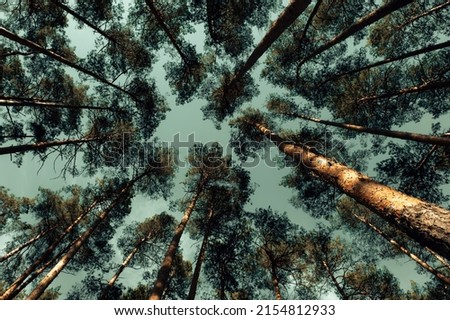 Pine Forest Wood Treetops. Long Angle Dramatic Bottom View Up Above. Tall Trees. Blue Sky on Background.