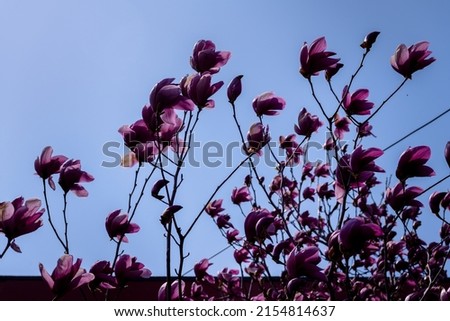 Horizontal background image of the bright pink magnolia flower blossoming photo in close up. Big flowers, tulip shaped, magnolia flower bud, wallpaper, empty space for text 