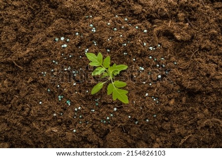 Dry fertiliser granules around green small tomato plant on dark brown ground background. Closeup. Root feeding. Preparation work in garden. Royalty-Free Stock Photo #2154826103
