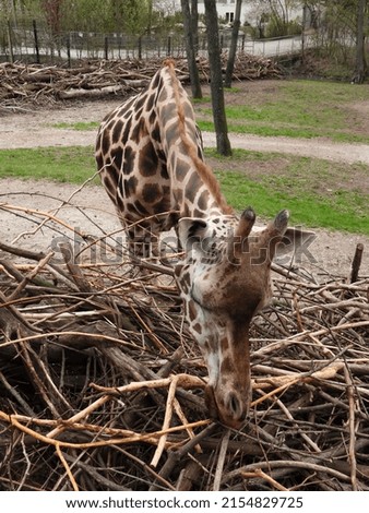 closeup of a giraffe in a zoo eating a branch