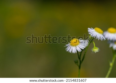 Adjective white (erigeron annuus), a white flower covered with dew.