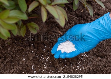 Gardener fertilizing soil under flower bushes with granulated nitrate for better growing and blooming. Fertilizer concept