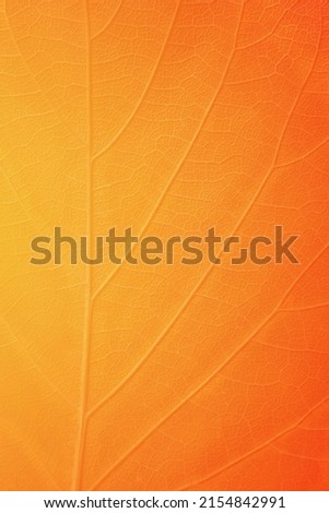 Leaf With Yellow And Orange Gradient Color Texture Background