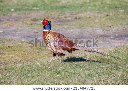 a pheasant in the wild