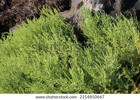 Bassia hirsuta, Hairy Smotherweed, Chenopodiaceae. Wild plant shot in summer.