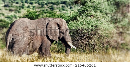 Vintage style image of an African elephant in the Tarangire National Park, Tanzania