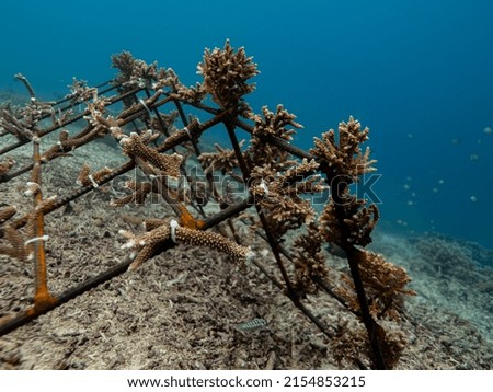 coral restoration scuba under water 