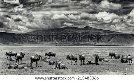 Vintage style black and white image of wildebeests in the Ngorongoro Crater, Tanzania
